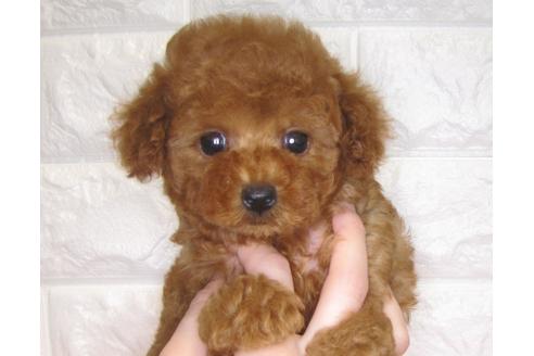 成約済の茨城県のトイプードル-80138の2枚目