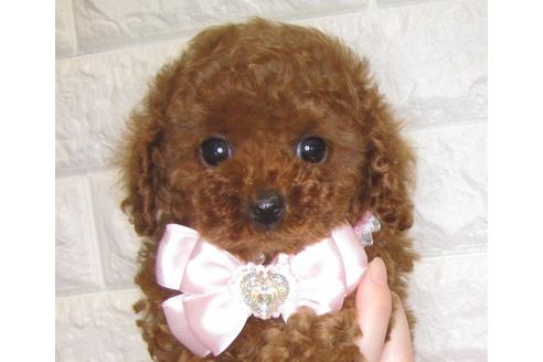成約済の茨城県のトイプードル-80139の1枚目