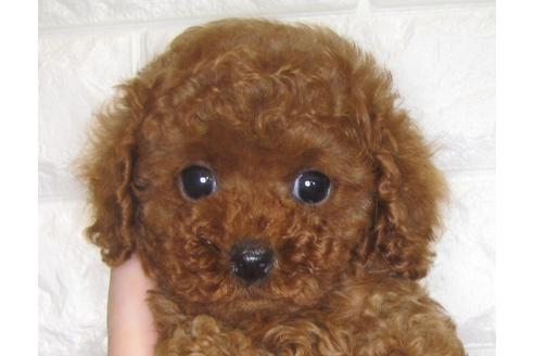 成約済の茨城県のトイプードル-80139の3枚目