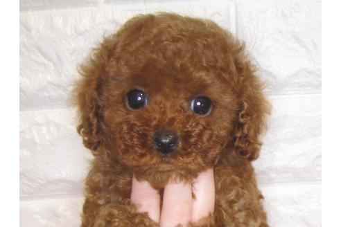 成約済の茨城県のトイプードル-80139の2枚目