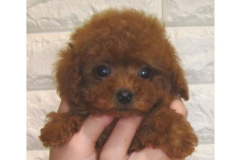 成約済の茨城県のトイプードル-80140の1枚目