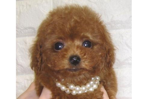 成約済の茨城県のトイプードル-80140の3枚目