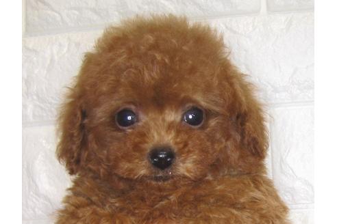 成約済の茨城県のトイプードル-80140の2枚目