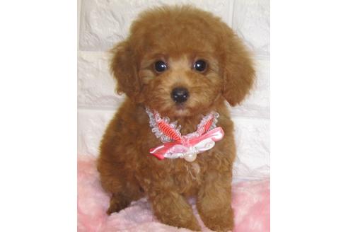 成約済の茨城県のトイプードル-80141の1枚目