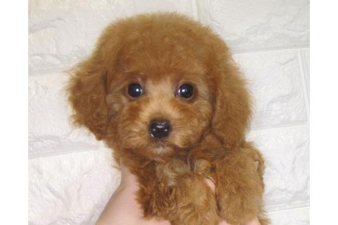 成約済の茨城県のトイプードル-80141の3枚目