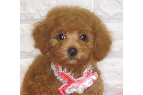 成約済の茨城県のトイプードル-80141の2枚目