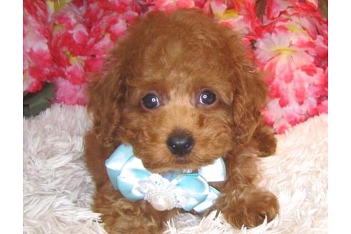 成約済の茨城県のトイプードル-80145の1枚目