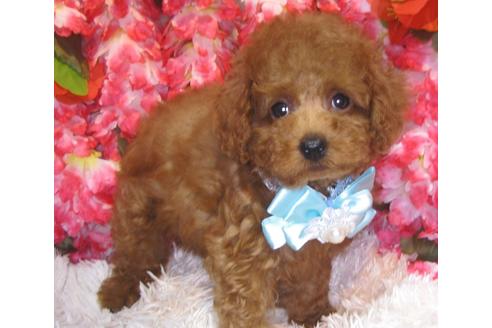 成約済の茨城県のトイプードル-80145の3枚目