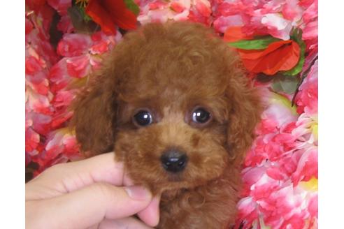 成約済の茨城県のトイプードル-80145の2枚目