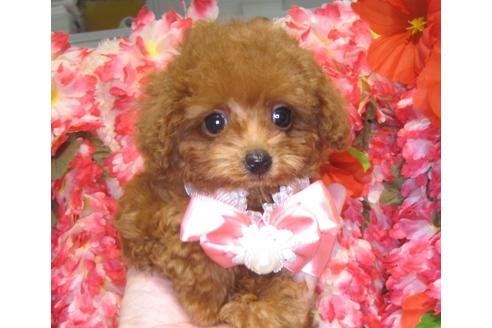 成約済の茨城県のトイプードル-80146の1枚目