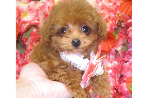 成約済の茨城県のトイプードル-80146の3枚目