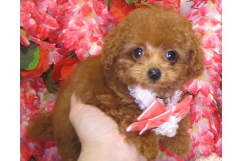 成約済の茨城県のトイプードル-80146の2枚目