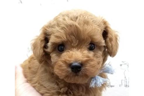 成約済の東京都のミックス犬-80162