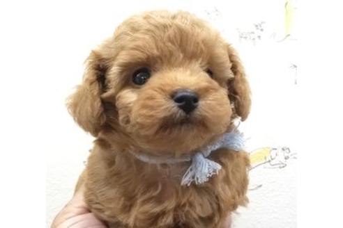 成約済の東京都のミックス犬-80162の2枚目
