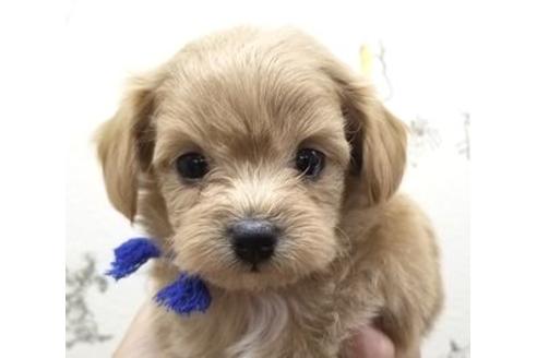 成約済の東京都のミックス犬-80163の1枚目