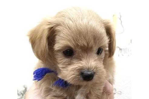 成約済の東京都のミックス犬-80163の2枚目