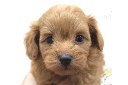 成約済の東京都のミックス犬-80164の1枚目