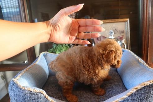 成約済の埼玉県のタイニープードル-79786の4枚目