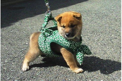 成約済の福岡県の豆柴-77550の1枚目