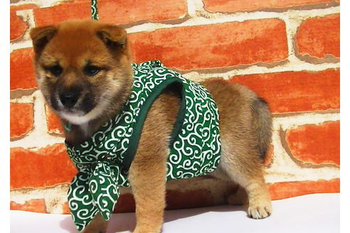 成約済の福岡県の豆柴-77550の4枚目