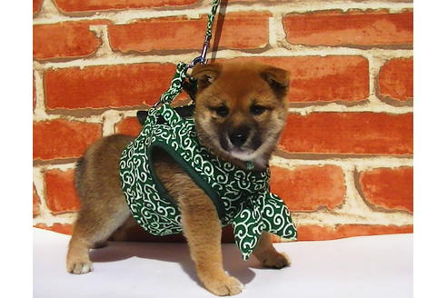 成約済の福岡県の豆柴-77550の3枚目