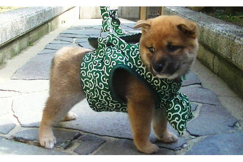 成約済の福岡県の豆柴-77550の2枚目