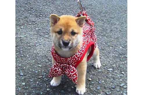 成約済の福岡県の豆柴-77549の6枚目