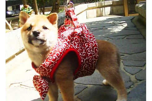 成約済の福岡県の豆柴-77549の5枚目