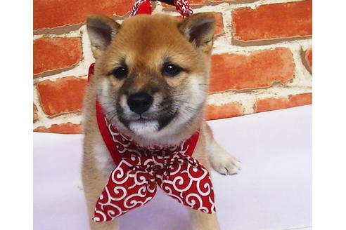 成約済の福岡県の豆柴-77549の4枚目