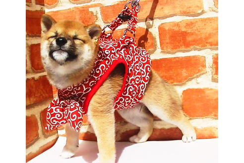 成約済の福岡県の豆柴-77549の3枚目