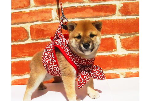 成約済の福岡県の豆柴-77549の2枚目