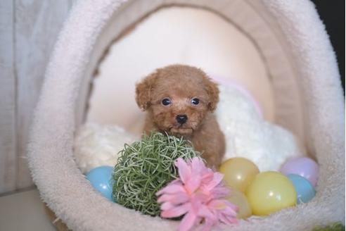 成約済の滋賀県のトイプードル-79294の5枚目