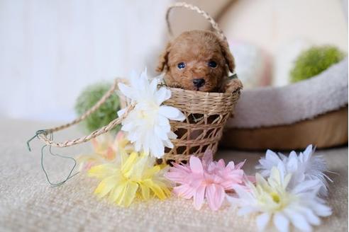 成約済の滋賀県のトイプードル-79294の3枚目