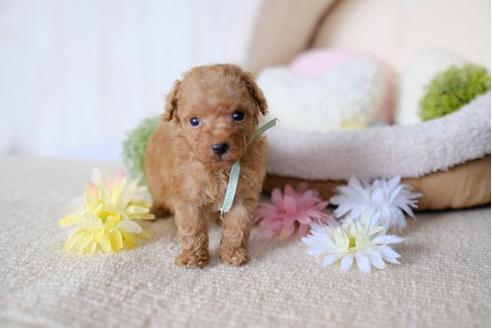 成約済の滋賀県のトイプードル-79294の2枚目