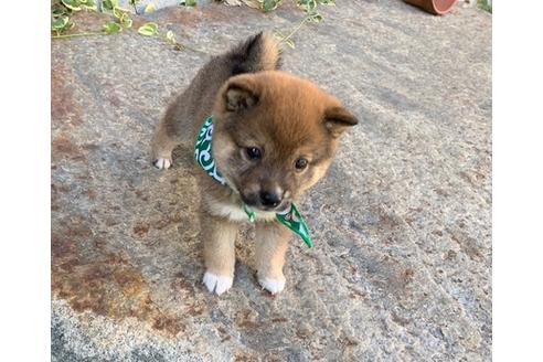 香川県の豆柴 男の子 19 08 31生まれ 胡麻色 子犬id ブリーダーナビ 香川県の豆柴 男の子 19 08 31生まれ 胡麻色 子犬id ブリーダーナビ