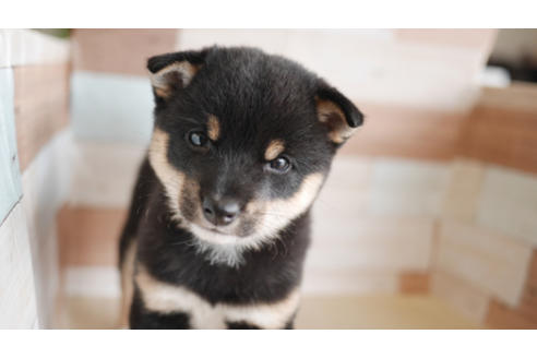 成約済の福岡県の豆柴-80212