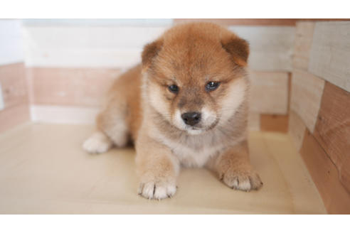 成約済の福岡県の柴犬-80213の1枚目