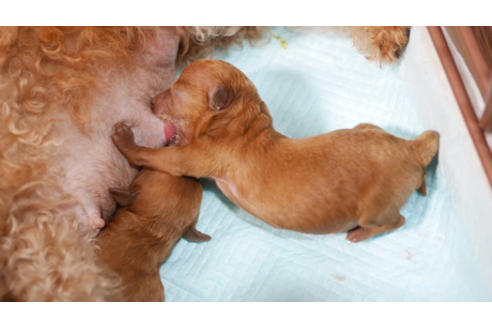 成約済の福岡県のトイプードル-80214の1枚目