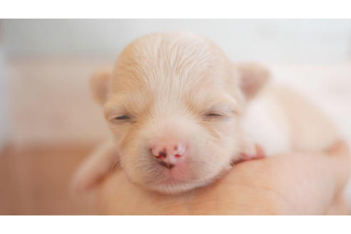 成約済の福岡県のチワワ(ロングコート)-80215の1枚目