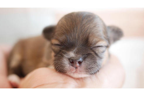 成約済の福岡県のチワワ(ロングコート)-80216の1枚目