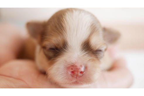 成約済の福岡県のチワワ(ロングコート)-80218の1枚目