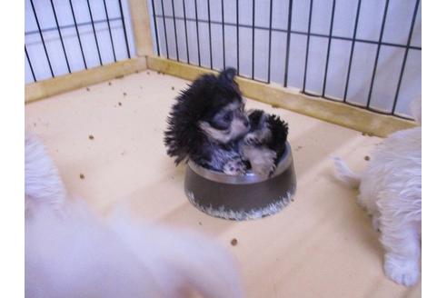 成約済の鳥取県のチワプー:チワワ×トイプードル-78881