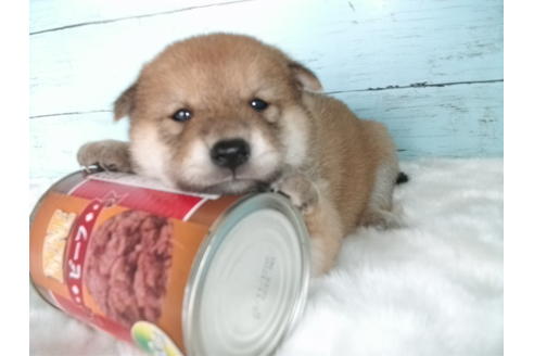 成約済の埼玉県の柴犬-80258