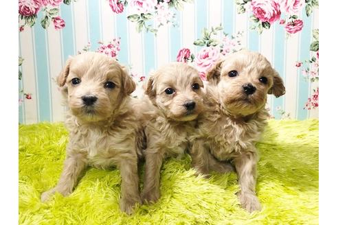 成約済の秋田県のマルプー:マルチーズ×トイプードル-78974の1枚目