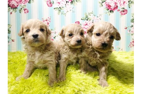 成約済の秋田県のマルプー:マルチーズ×トイプードル-78974の3枚目