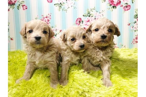成約済の秋田県のマルプー:マルチーズ×トイプードル-78974の2枚目