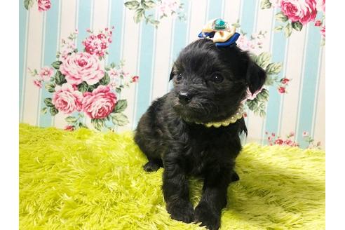 成約済の秋田県のチワプー:チワワ×トイプードル-80353の5枚目