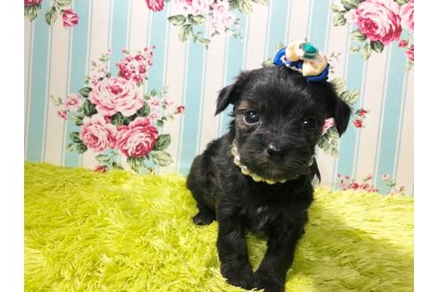 成約済の秋田県のチワプー:チワワ×トイプードル-80353の4枚目