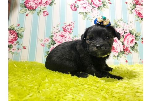 成約済の秋田県のチワプー:チワワ×トイプードル-80353の3枚目