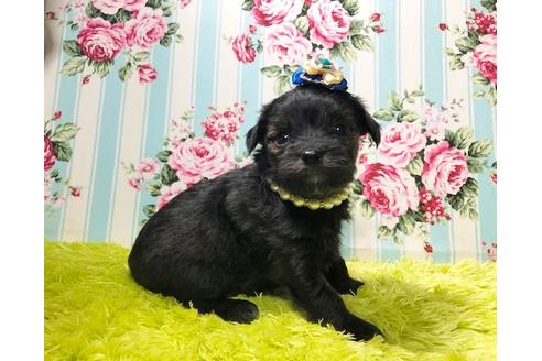 成約済の秋田県のチワプー:チワワ×トイプードル-80353の2枚目